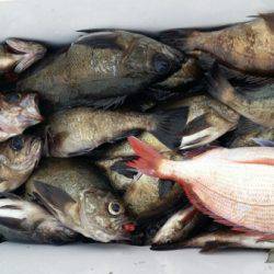 オーフリー 釣果