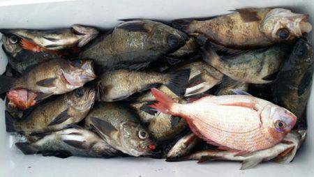 オーフリー 釣果