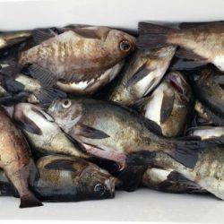 オーフリー 釣果