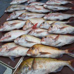 飛燕さくら丸 釣果