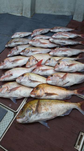 飛燕さくら丸 釣果