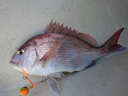 松本釣船2 釣果