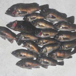 ルアー船マヒマヒ 釣果