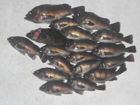 ルアー船マヒマヒ 釣果