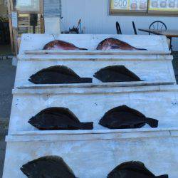 松名瀬フィッシングパーク 釣果