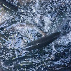 みどりフィッシングエリア 釣果