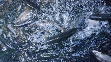 みどりフィッシングエリア 釣果