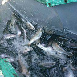 みどりフィッシングエリア 釣果