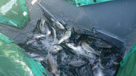 みどりフィッシングエリア 釣果