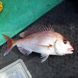 第三むつりょう丸 釣果