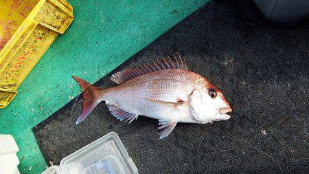 第三むつりょう丸 釣果