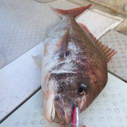 マタウマリンサービス 釣果