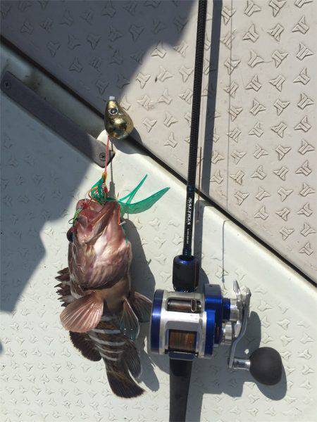 マタウマリンサービス 釣果