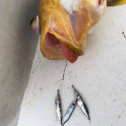 マタウマリンサービス 釣果