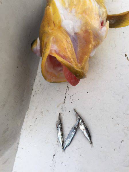 マタウマリンサービス 釣果