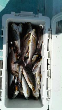 長栄丸(静岡) 釣果