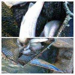 みどりフィッシングエリア 釣果