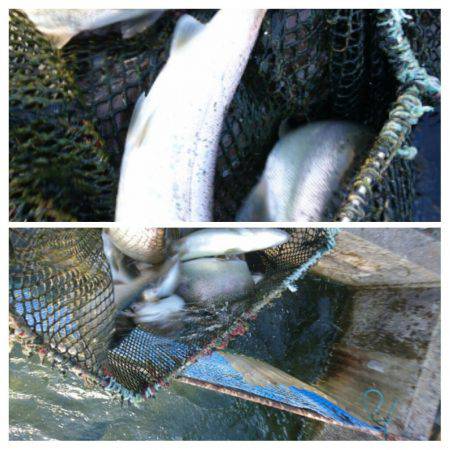 みどりフィッシングエリア 釣果