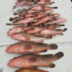 オーフリー 釣果