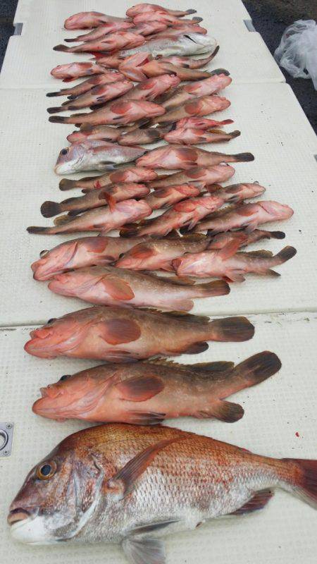 オーフリー 釣果