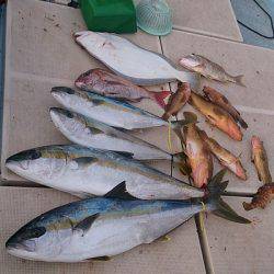 旭星釣りセンター 釣果