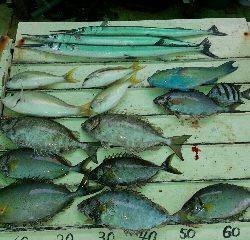 本部釣りイカダ 釣果