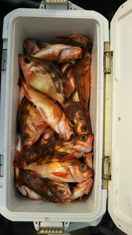 モンロー号 釣果