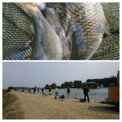 みどりフィッシングエリア 釣果