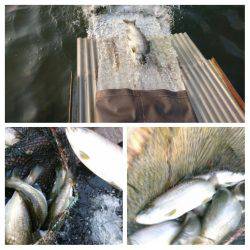 みどりフィッシングエリア 釣果