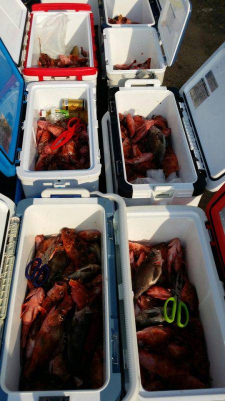 オーフリー 釣果