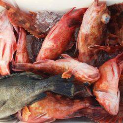 オーフリー 釣果