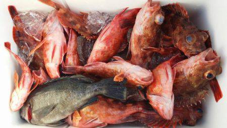 オーフリー 釣果