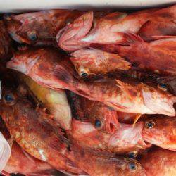 オーフリー 釣果