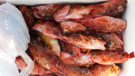 オーフリー 釣果