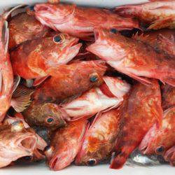 オーフリー 釣果