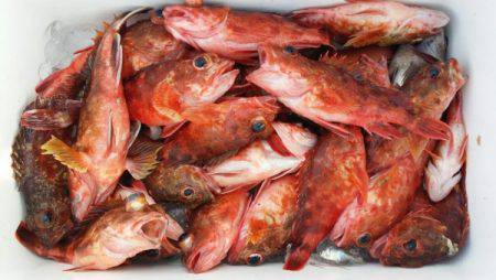 オーフリー 釣果