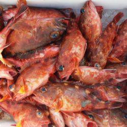 オーフリー 釣果