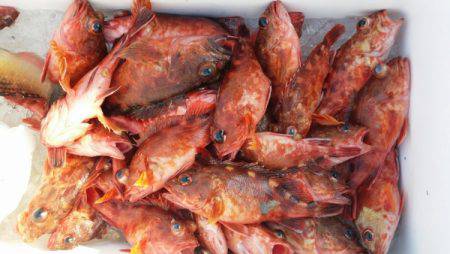 オーフリー 釣果