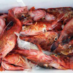 オーフリー 釣果