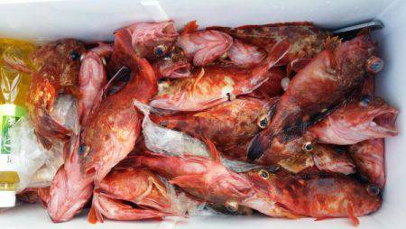 オーフリー 釣果