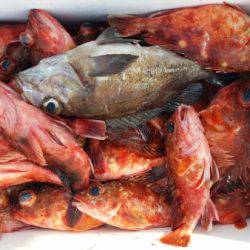 オーフリー 釣果