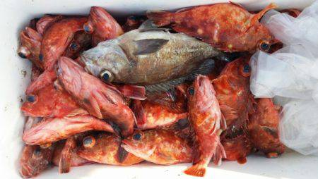 オーフリー 釣果