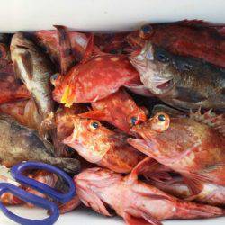 オーフリー 釣果