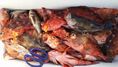 オーフリー 釣果