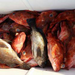 オーフリー 釣果