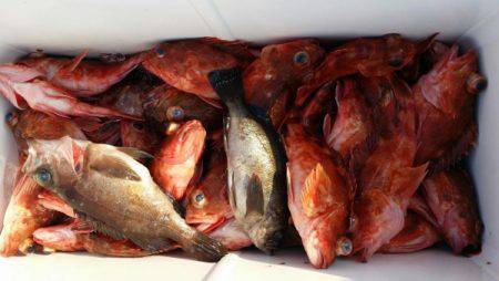 オーフリー 釣果