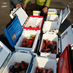 オーフリー 釣果