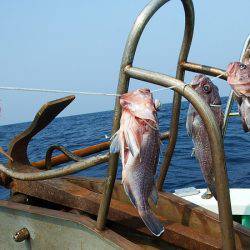 第三むつりょう丸 釣果