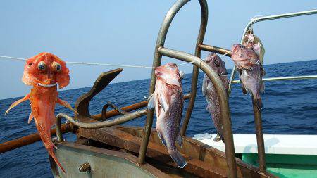 第三むつりょう丸 釣果