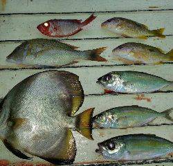 本部釣りイカダ 釣果